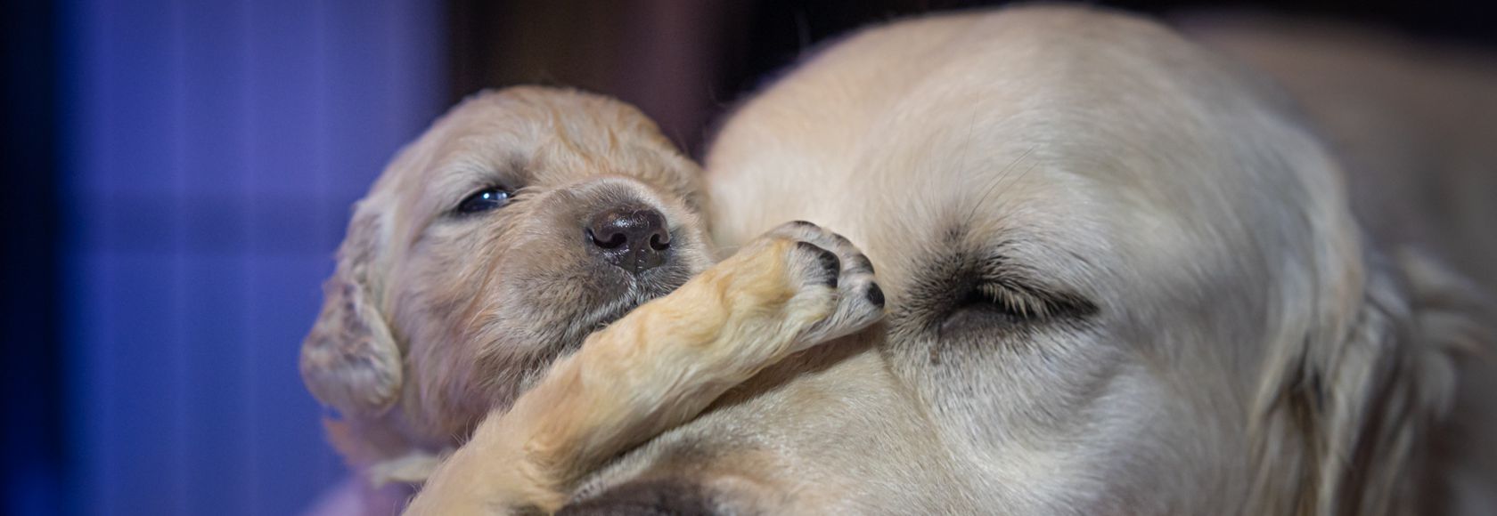 Carolina con uno sei suoi cuccioli